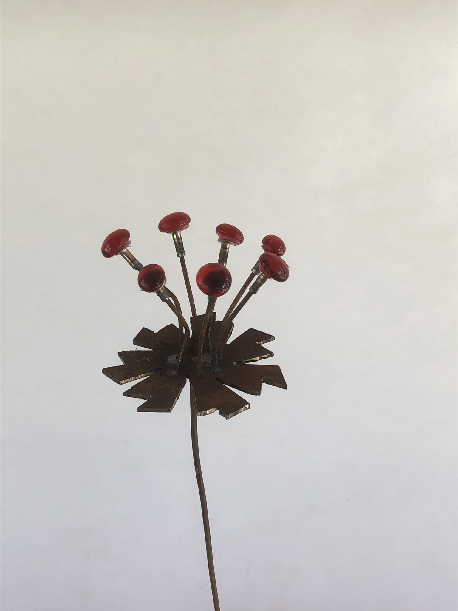 Mini bloem anemoon - Afbeelding 3